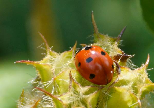 Coccinelle