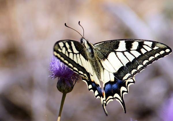 Papillons