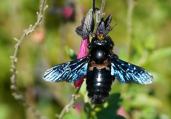 Xylocope Violacé (abeille charpentière)