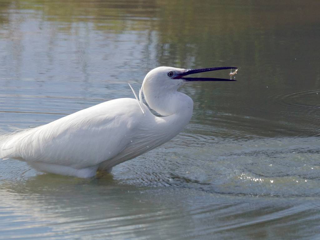 Aigrette garzette