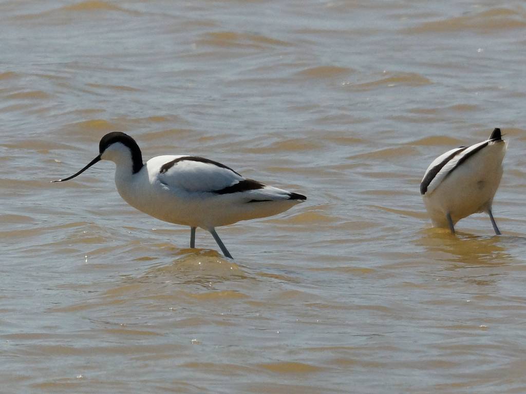 Avocette élégante