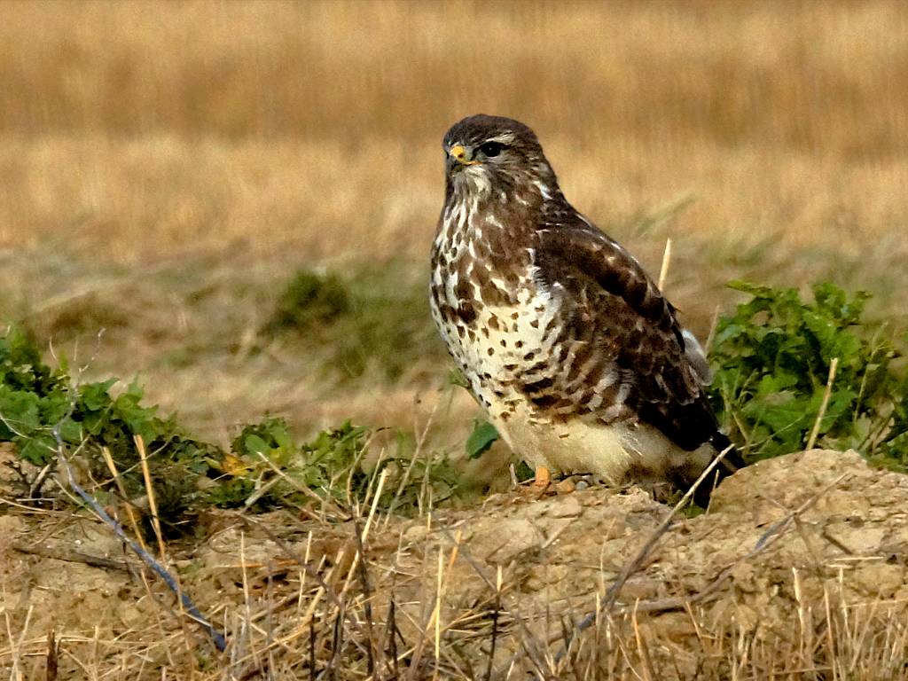 Buse variable