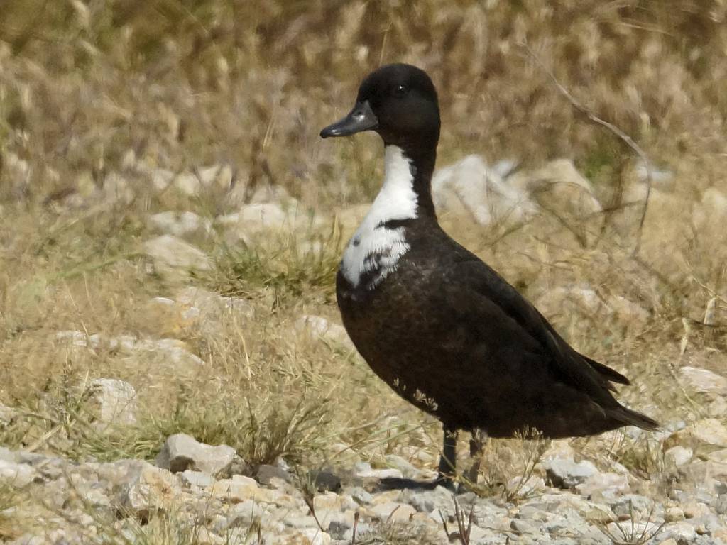 Canard de Duclair