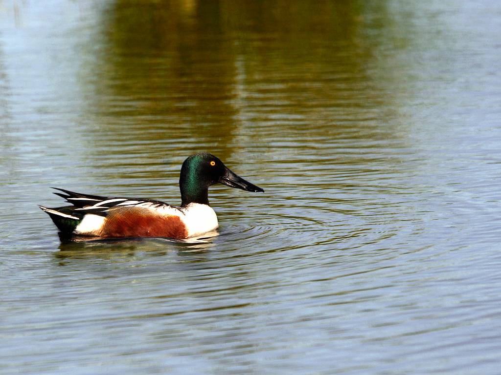 Canard souchet