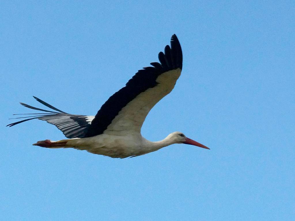 Cigogne blanche