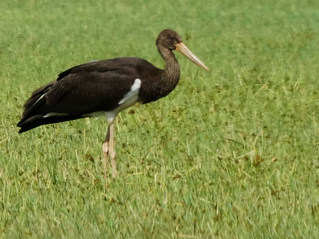 Cigogne noire