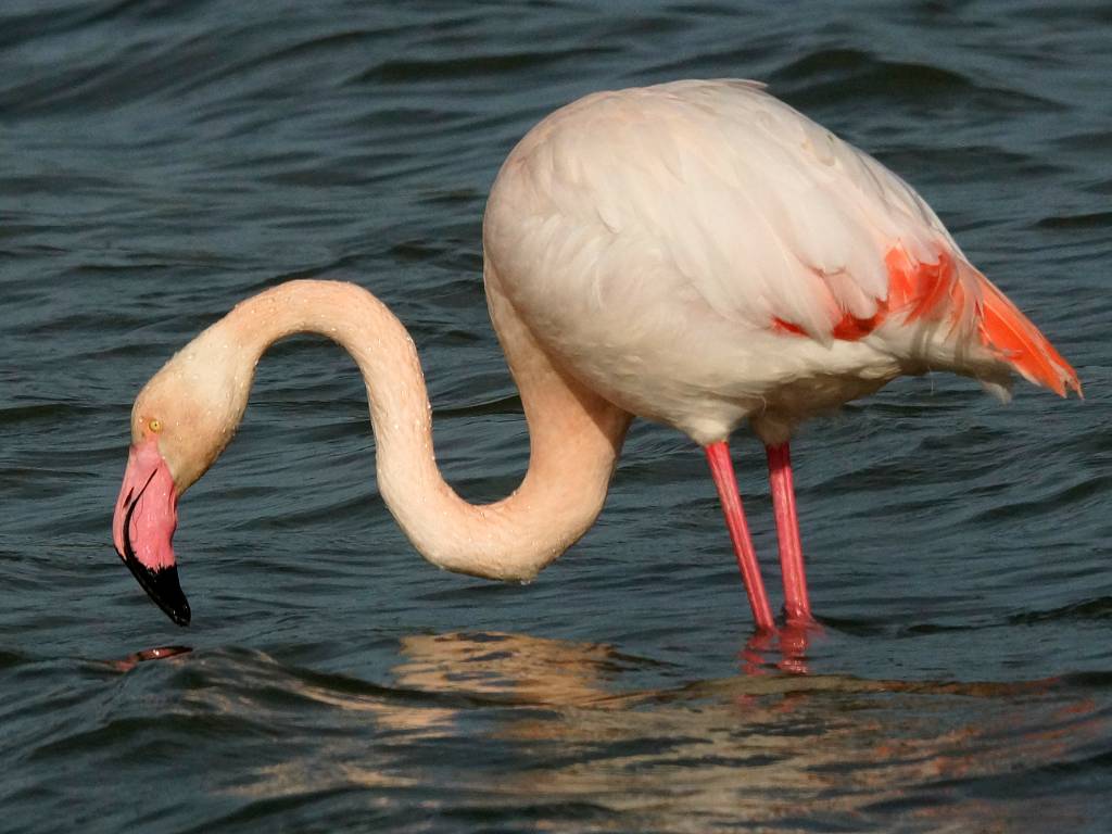 Flamant rose