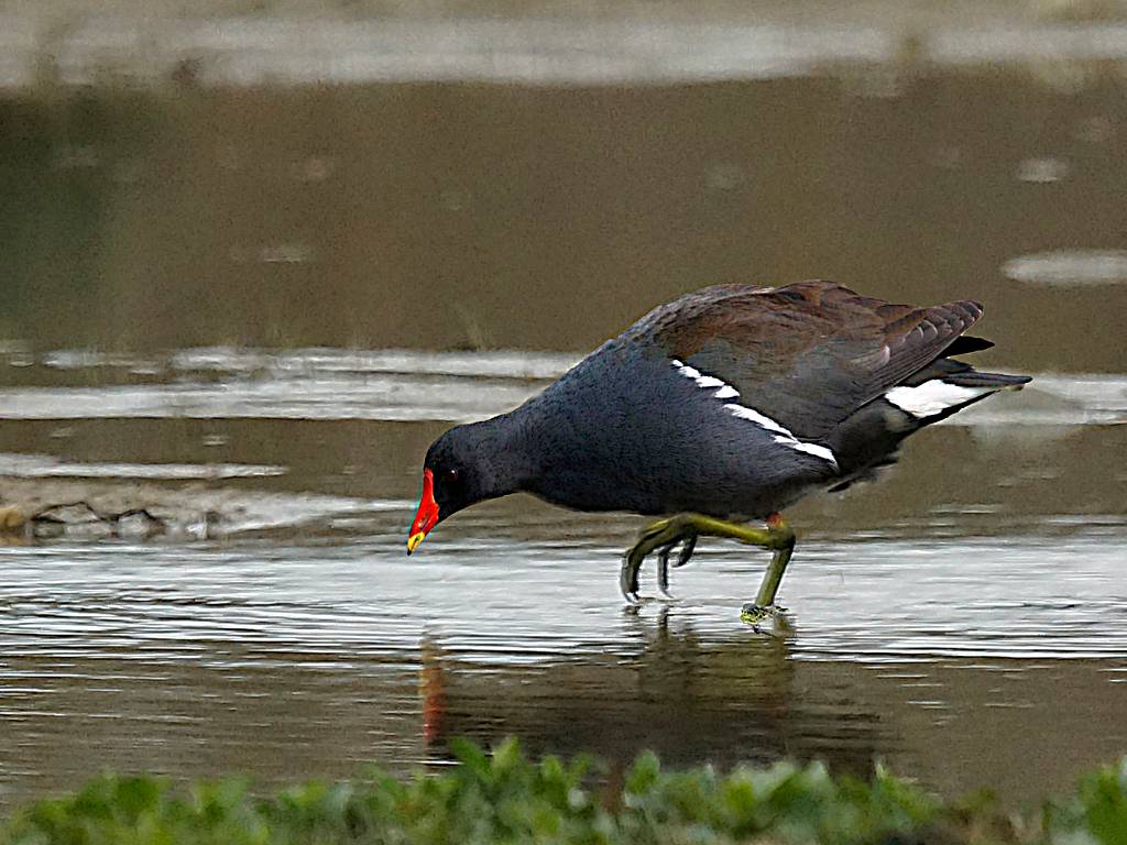 Gallinule Poule d'eau