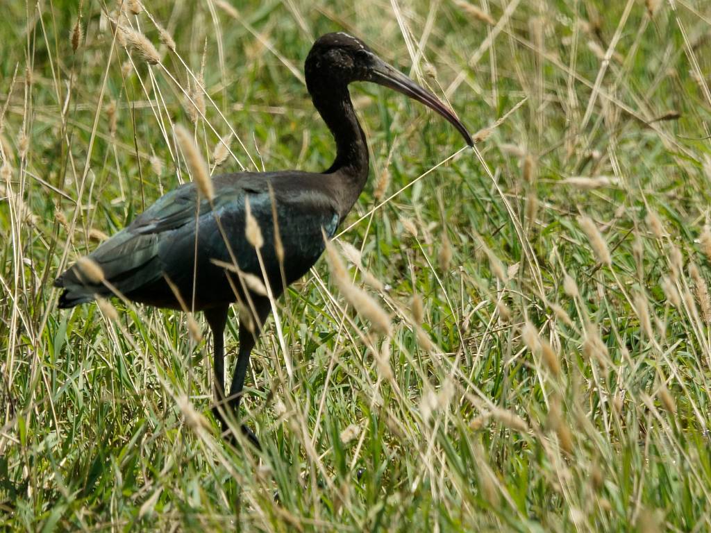 Ibis falcinelle