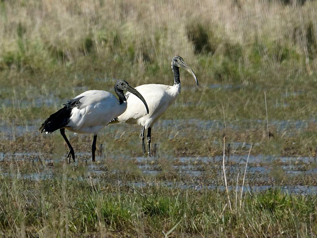 Ibis sacré