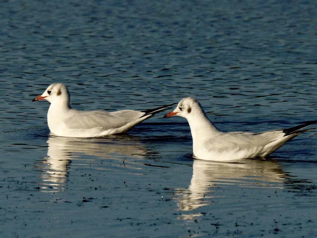 Mouette rieuse