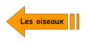 Oiseaux