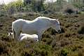 Chevaux 1