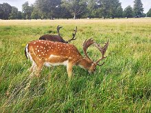 Phoenix park 03