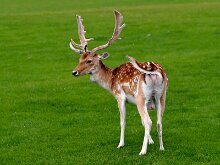 Phoenix park Deer 31/07/20 George Quinn (2) from Limerick pictured with a Deer in the Phoenix Park Dublin today.. Pic Stephen Collins/Collins Photos Pic Stephen Collins/Collins...