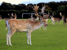 Phoenix park 07