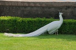 Oiseaux 01