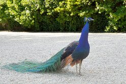 Oiseaux 02