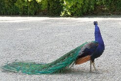 Oiseaux 03