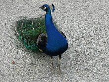 Oiseaux 04