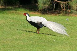 Oiseaux 07