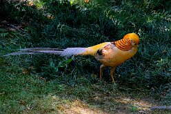 Oiseaux 08