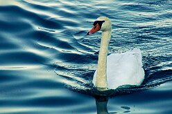 Oiseaux 09
