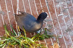 Oiseaux 10
