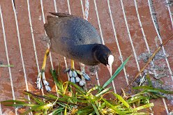 Oiseaux 11