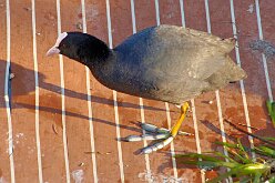 Oiseaux 12