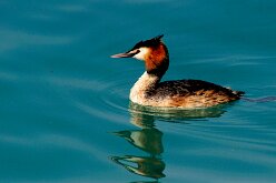 Oiseaux 14