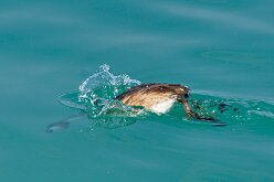 Oiseaux 15