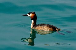 Oiseaux 16