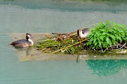 Oiseaux 17