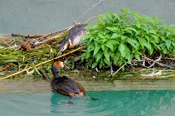 Oiseaux 18