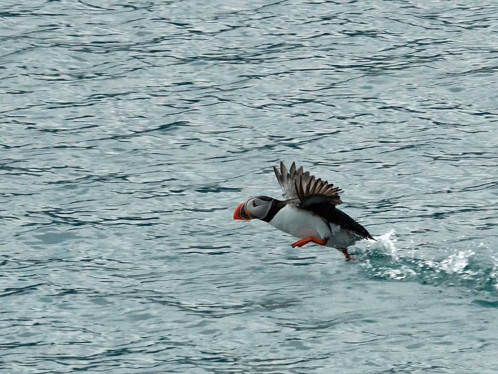 Les oiseaux