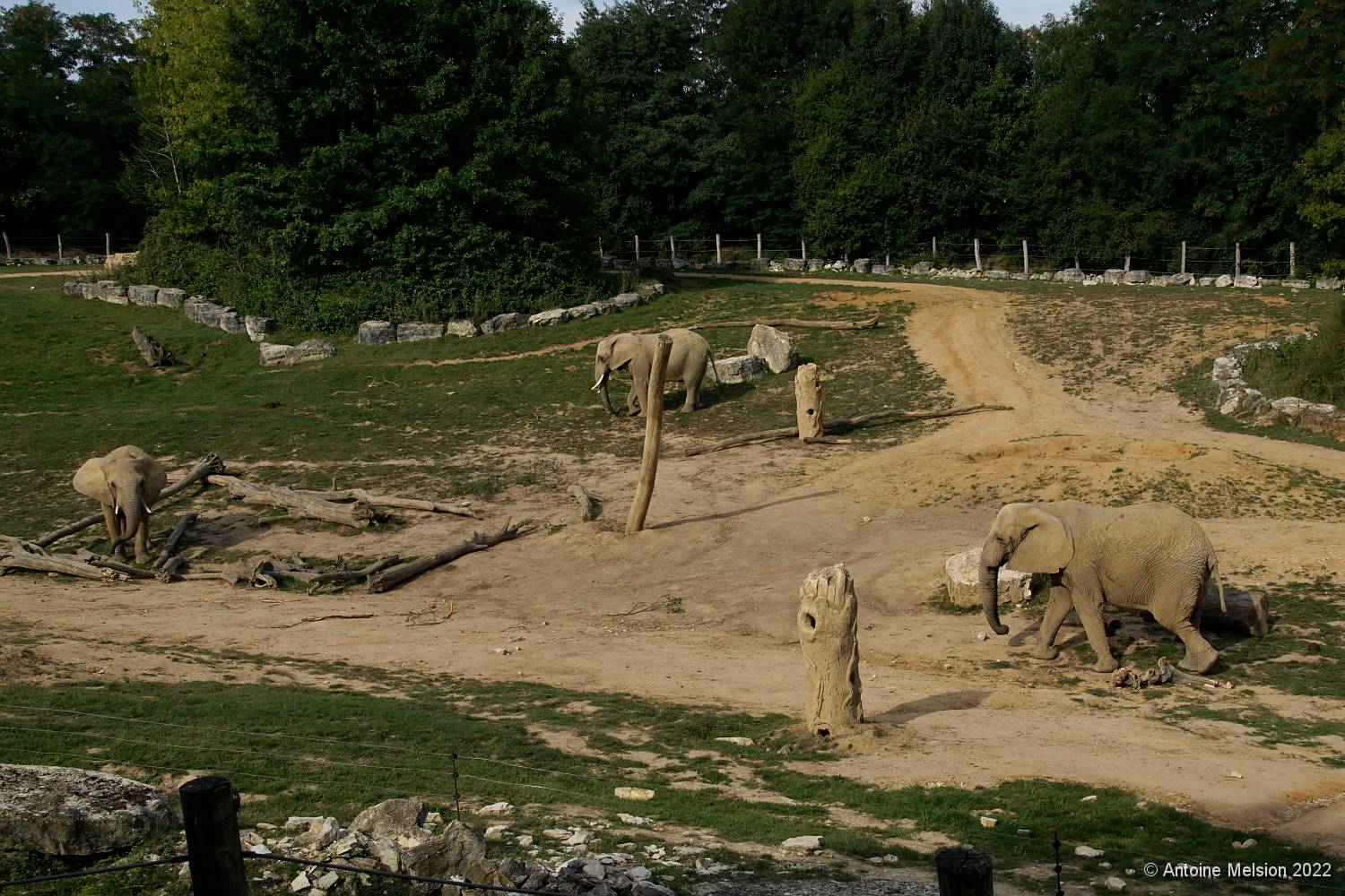 Eléphants 01 