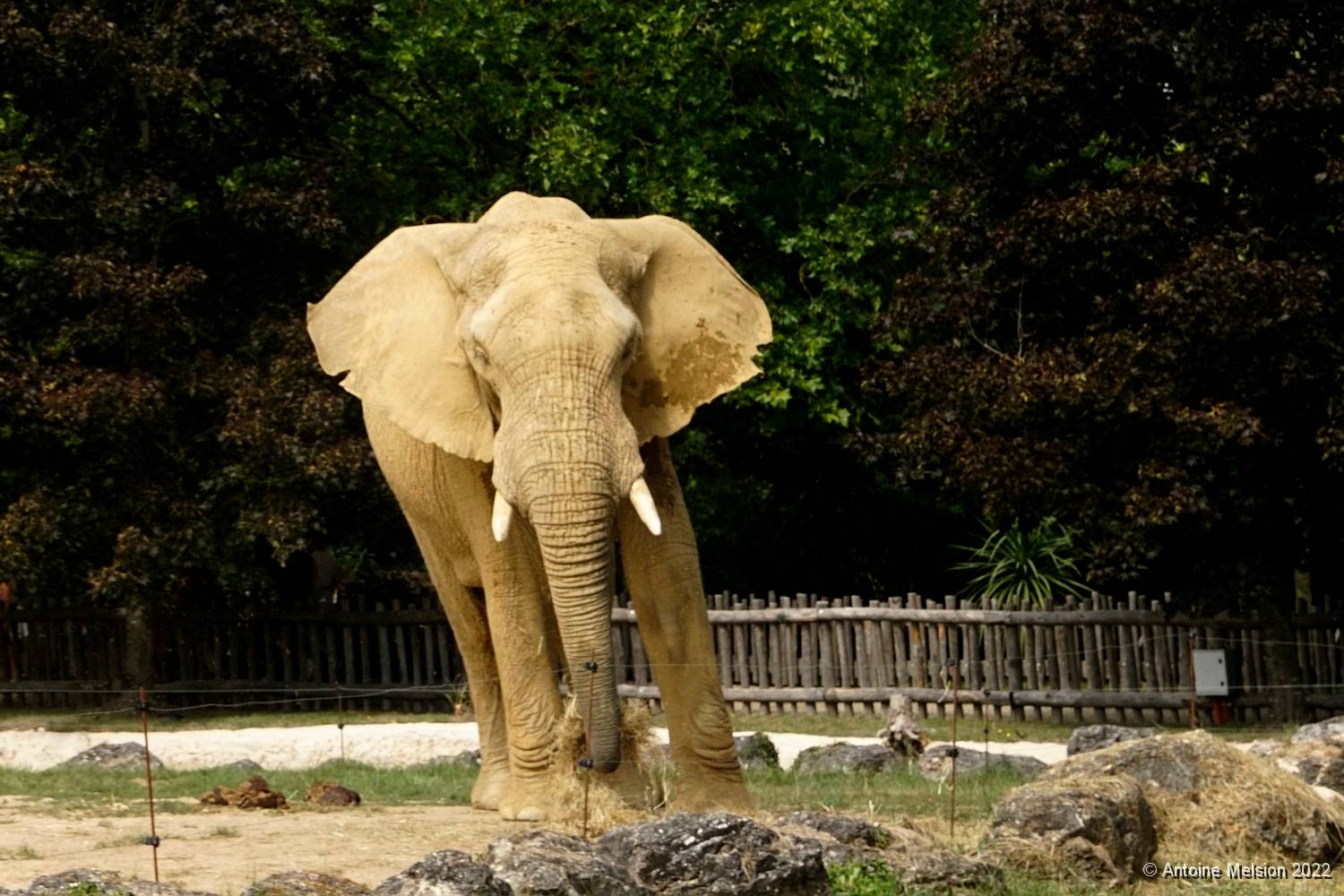 Eléphants 02 