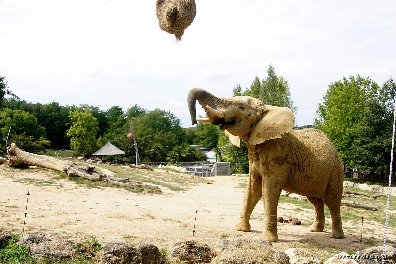 Eléphants 03 