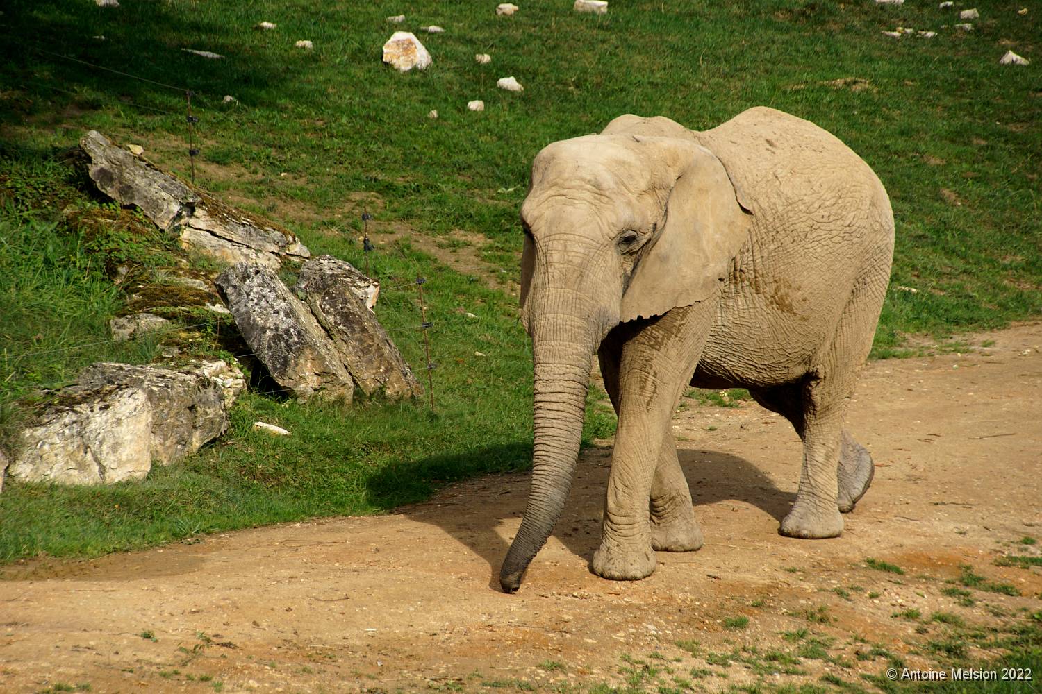 Eléphants 04 