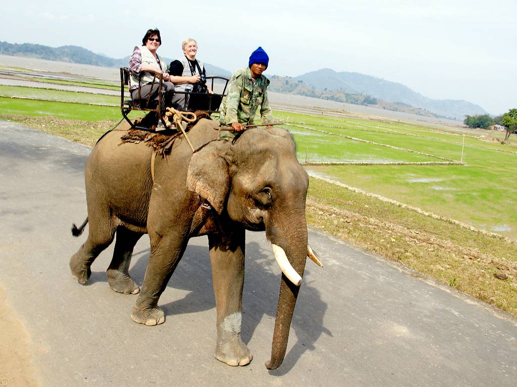 Promenade à dos d'éléphant