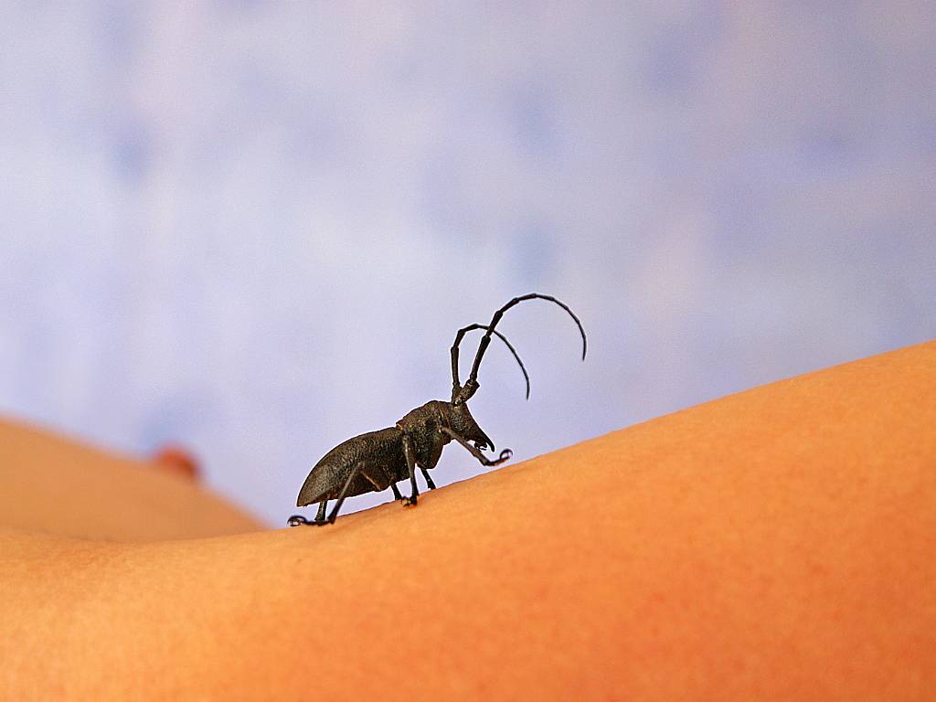 A fleur de peau, l'insecte de Pablo Neruda