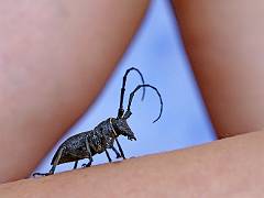 L'insecte