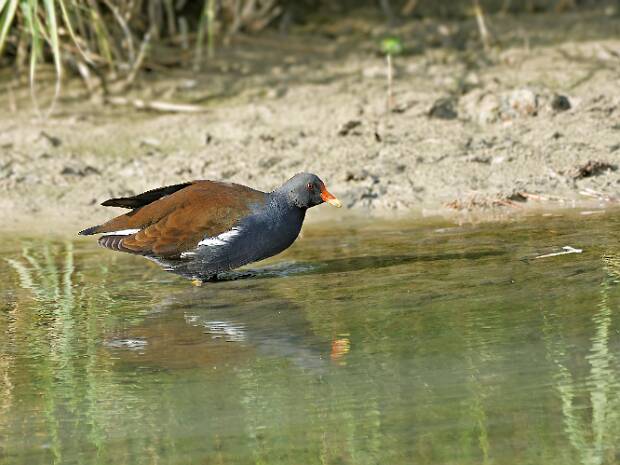 Gallinule poule-d'eau