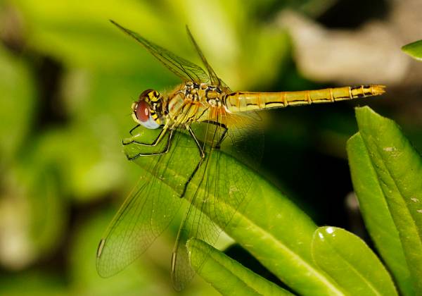 Insectes et araignées