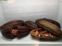 Musée du chocolat 14