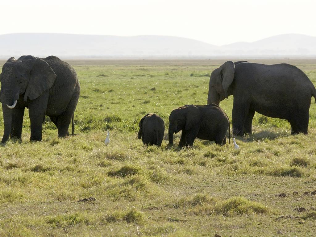 Les éléphants
