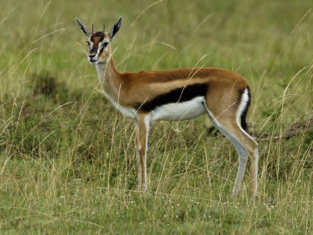 Les gazelles de Thomson