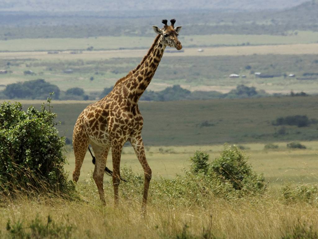 Les girafes