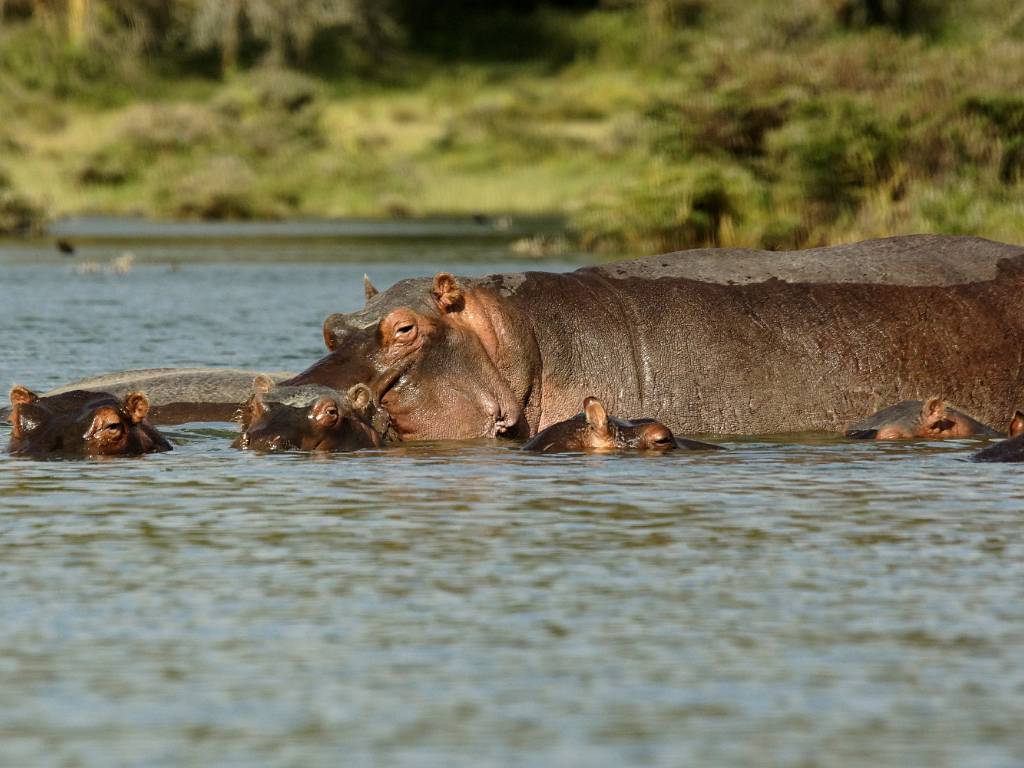 Les hippopotames